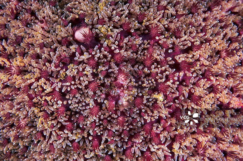 常见的太阳海星皮肤表面图片素材