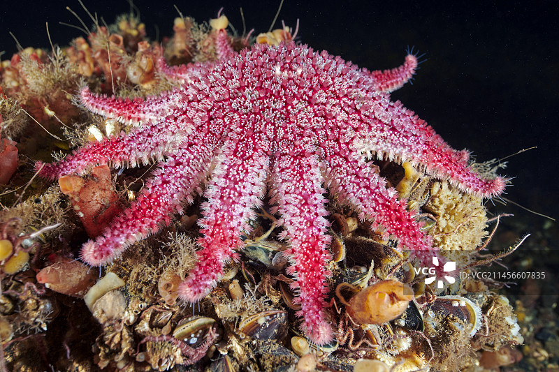 普通太阳海星图片素材