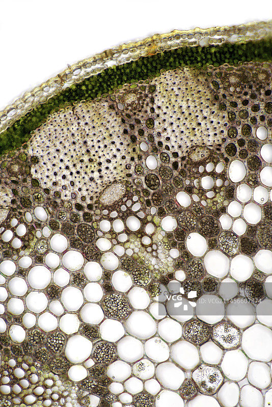 Larkspur（Delphinium sp.）图片素材