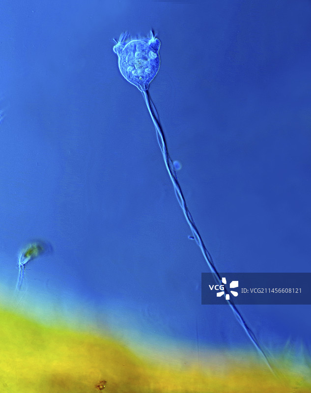 钟虫纤毛虫显微照片图片素材