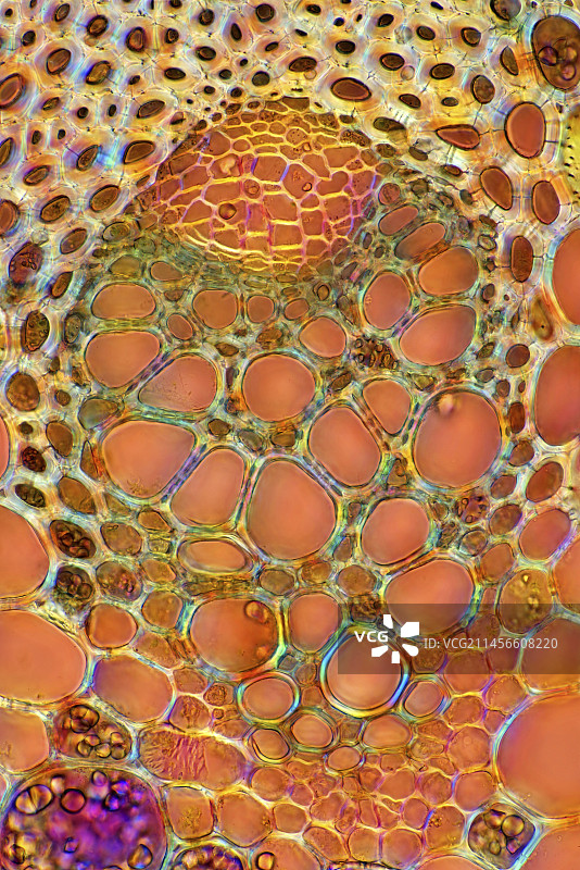 飞燕草维管束显微照片图片素材