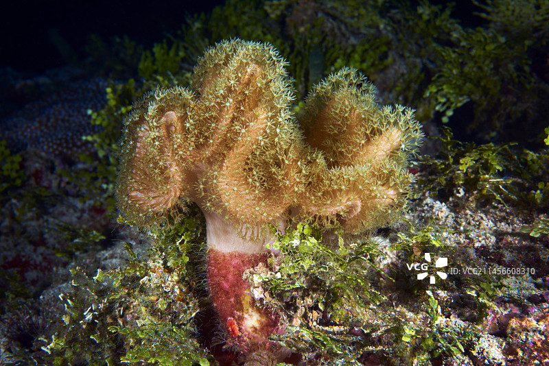 毒菌皮革珊瑚图片素材