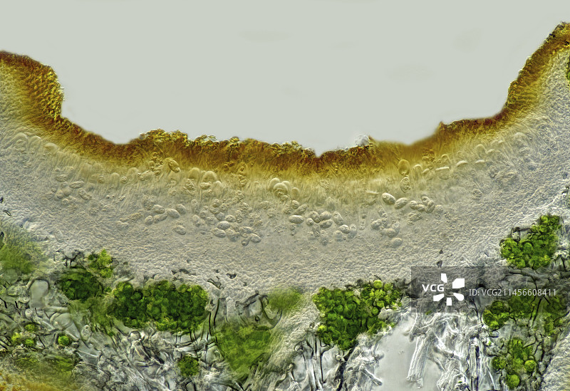 叶状地衣显微照片图片素材