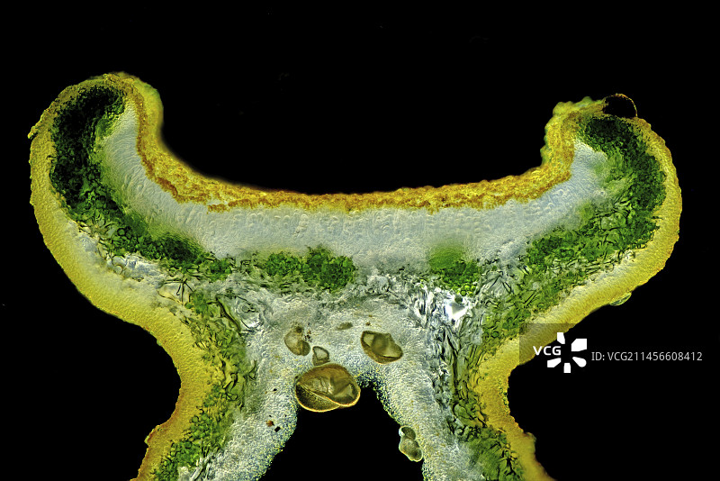 叶状地衣显微照片图片素材