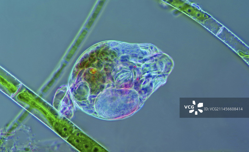 附着在丝状藻上的轮虫，光学显微照片图片素材
