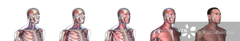 颈部肌肉图图片素材