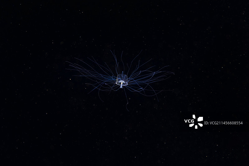 深海海蜇图片素材