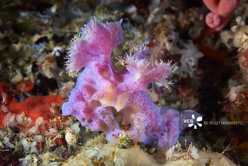 被海绵覆盖的苔藓虫群落图片素材