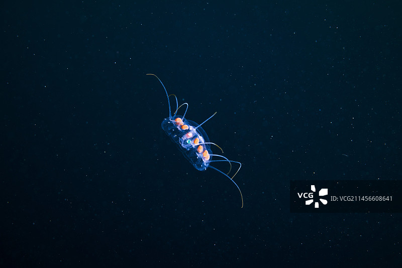 软水母图片素材