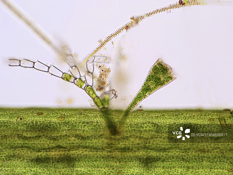 水生植物上的藻类和纤毛虫，光学显微照片图片素材
