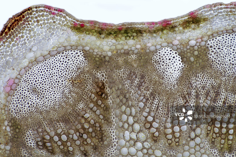 菊科植物茎秆显微照片图片素材