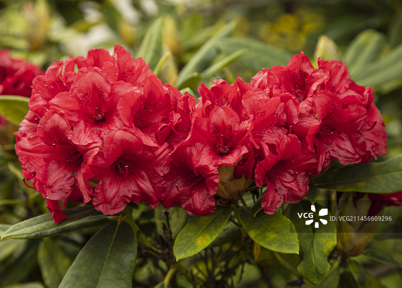 Yakushimanum“迟钝的”图片素材