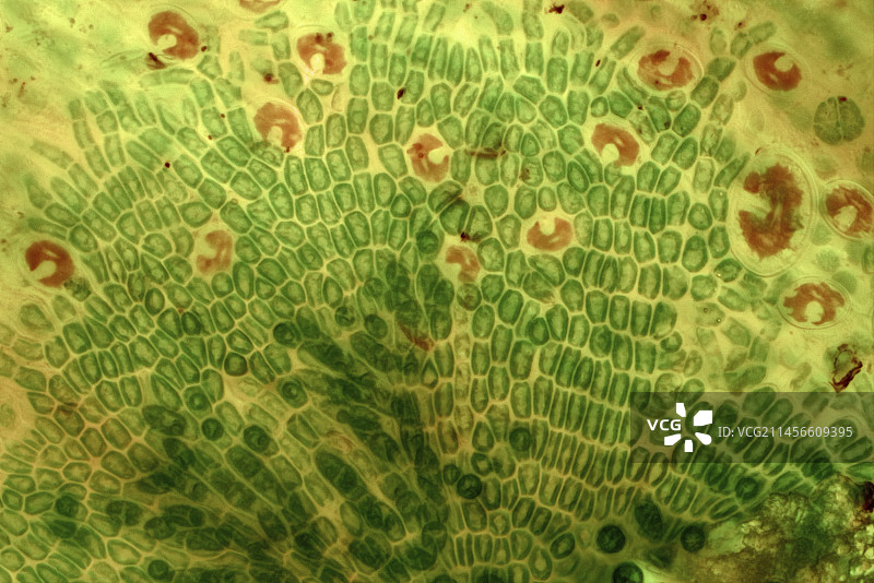绿藻和Cocconeis硅藻显微照片图片素材