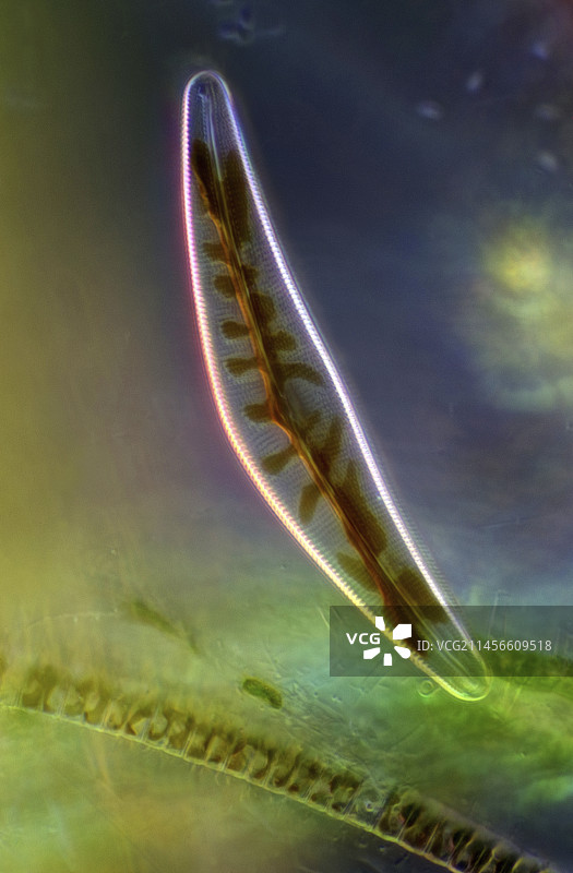 舟形藻硅藻，光学显微照片图片素材