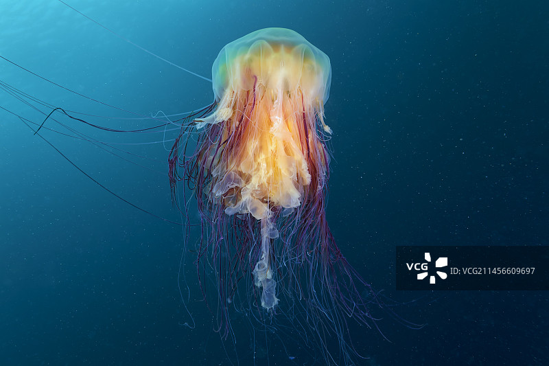 狮鬃水母图片素材