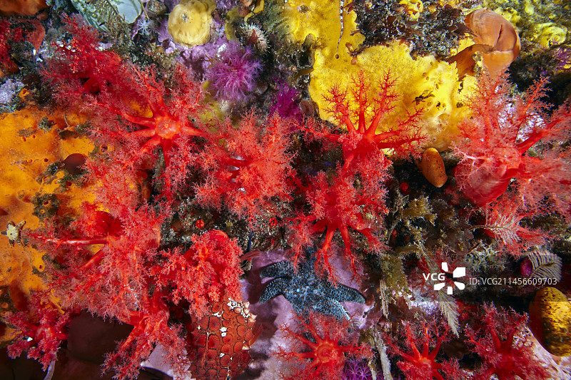 鄂霍次克海中的海参图片素材