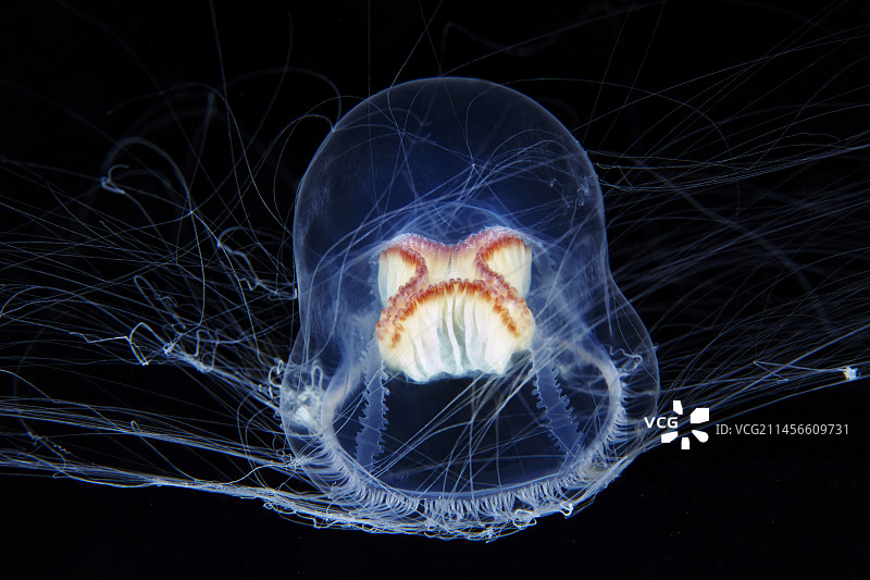 水母图片素材