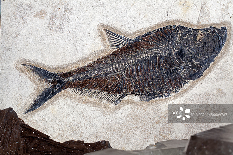 齿板鱼化石图片素材