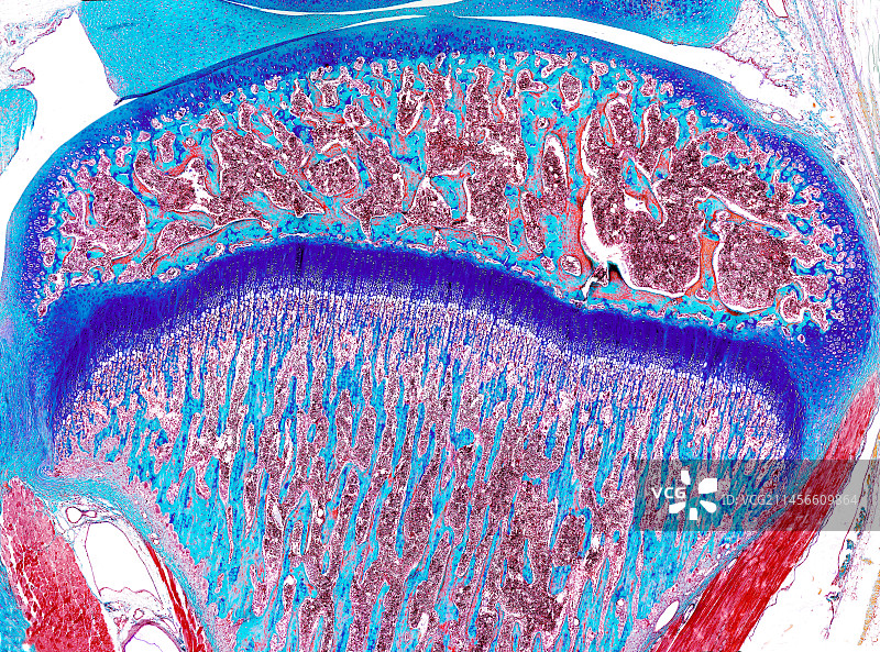 骨组织，光学显微照片图片素材