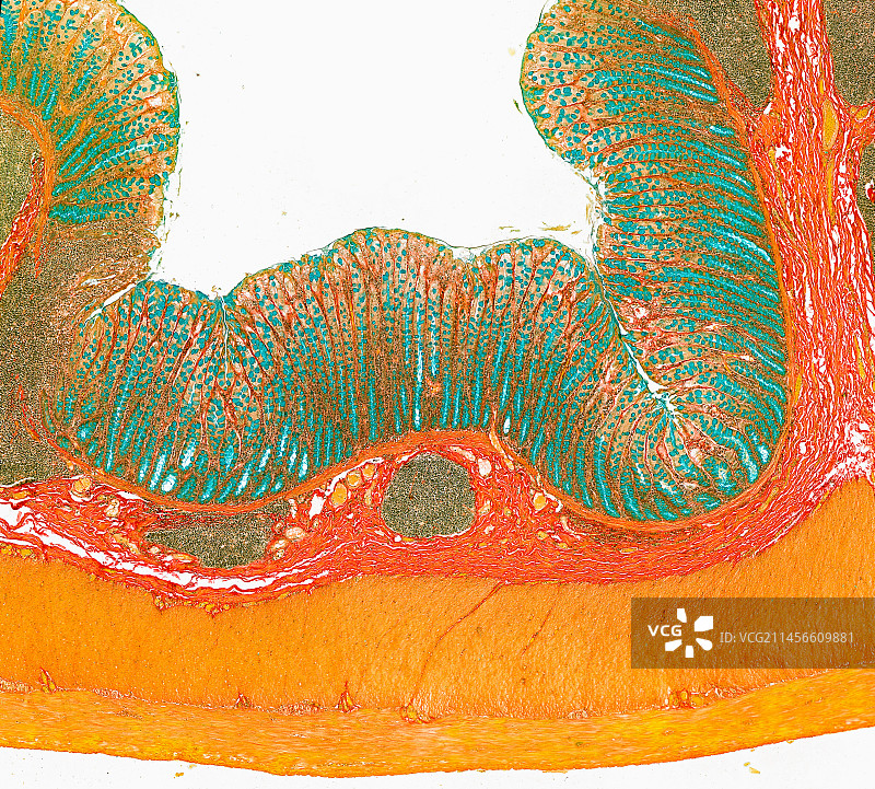 大肠光显微照片图片素材