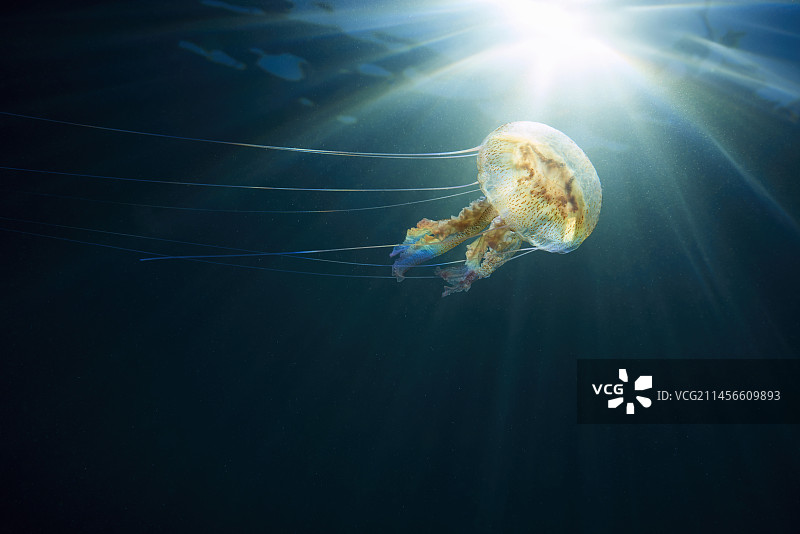 淡紫色刺胞水母图片素材