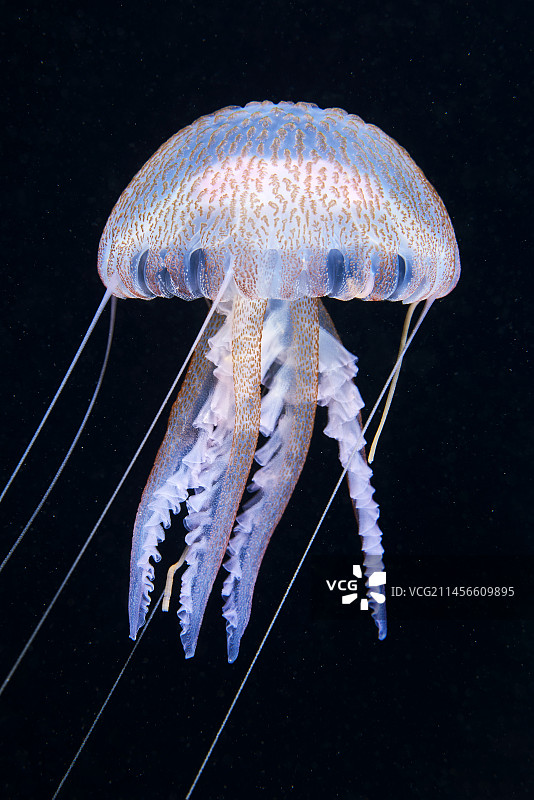 淡紫色刺胞水母图片素材