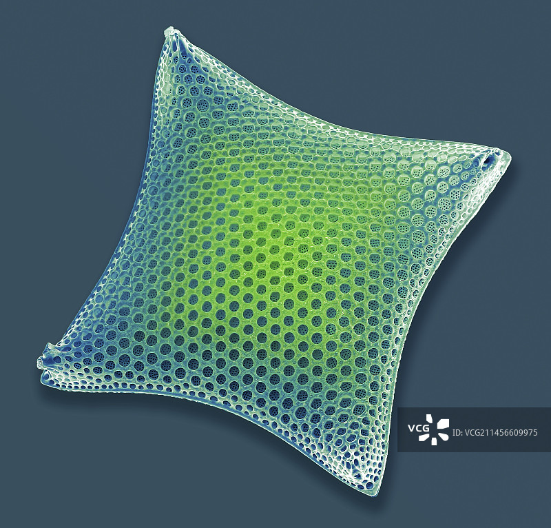 硅藻,扫描电镜图片素材