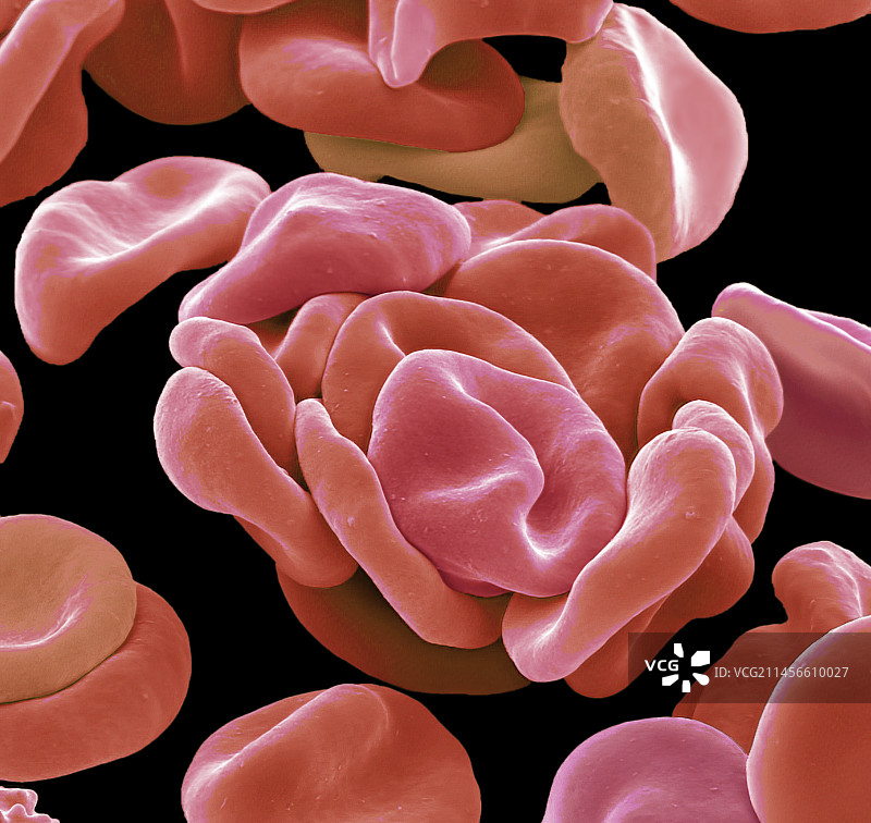 红细胞扫描电子显微镜图像图片素材