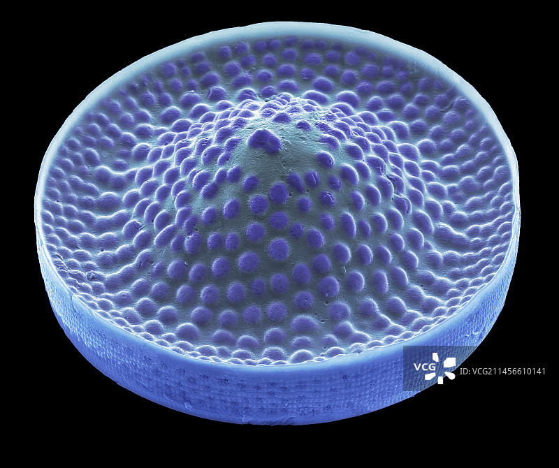 硅藻,扫描电镜图片素材