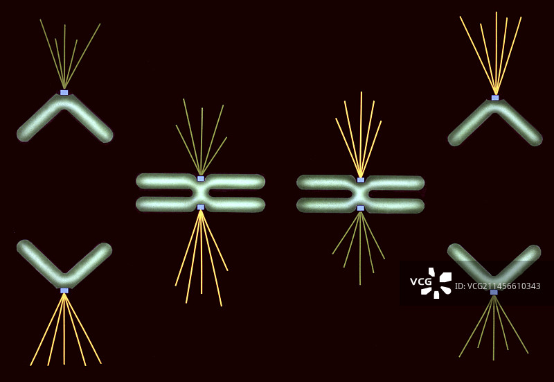有丝分裂期间的染色体，图示图片素材