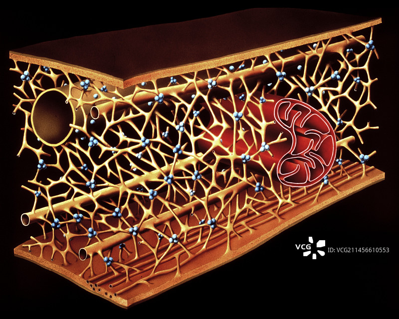 小梁网络图图片素材