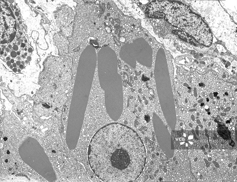 睾丸间质细胞TEM图片素材