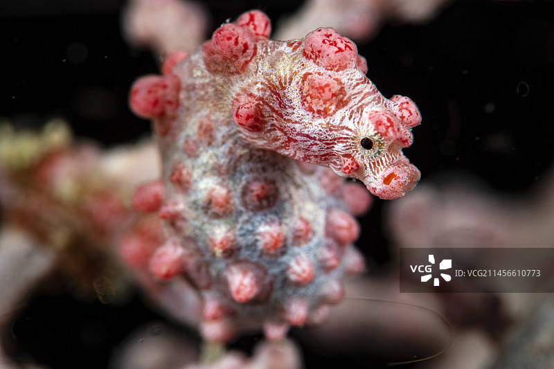 巴氏豆丁海马图片素材