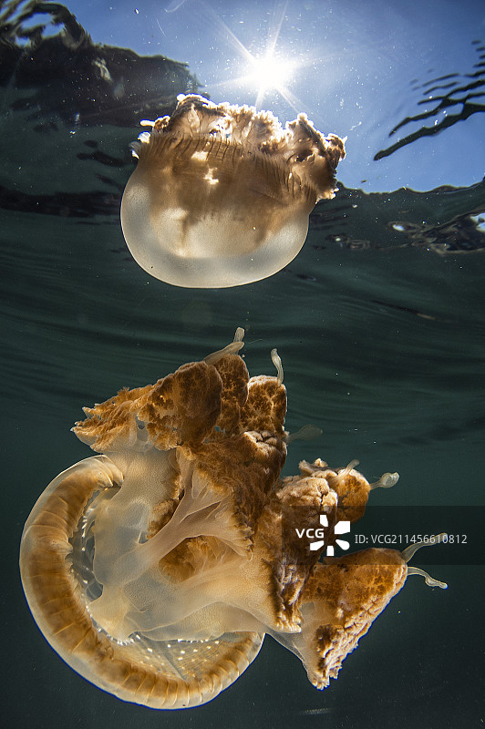 金色水母图片素材