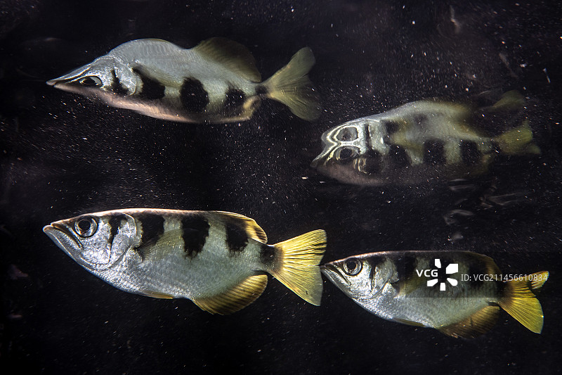 带状射水鱼图片素材