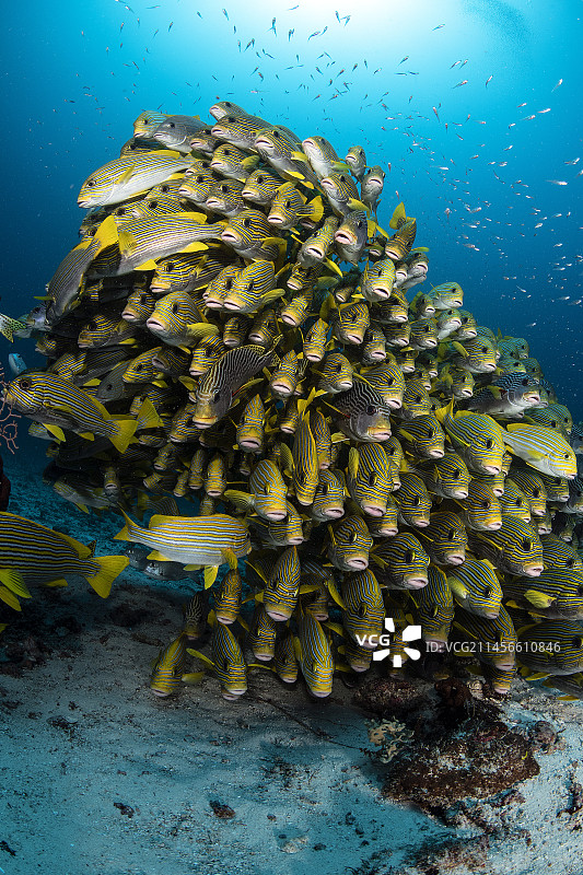 石鲈鱼群图片素材
