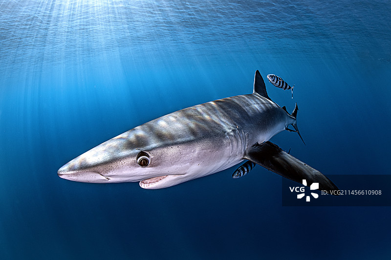蓝色鲨鱼图片素材