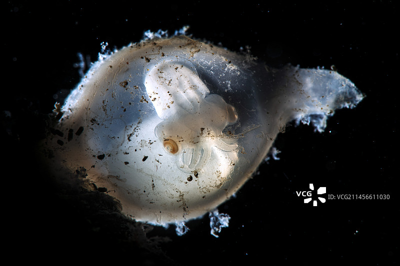 小墨鱼图片素材