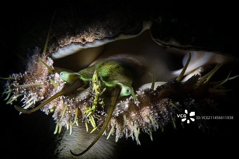 绿色鲍鱼图片素材