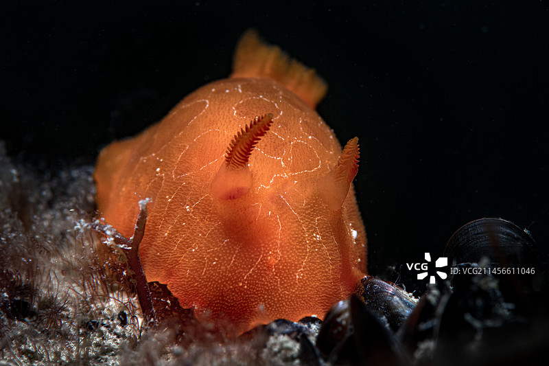 意大利努马纳的Felimida luteorosea海蛞蝓图片素材