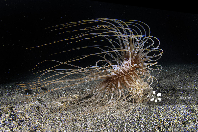 圆柱海葵图片素材