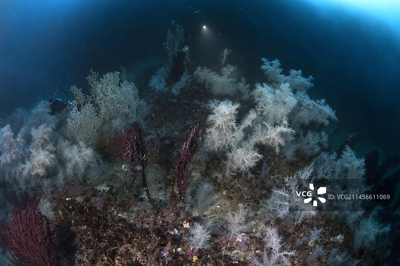 意大利阿特兰蒂德沙洲潜水点图片素材