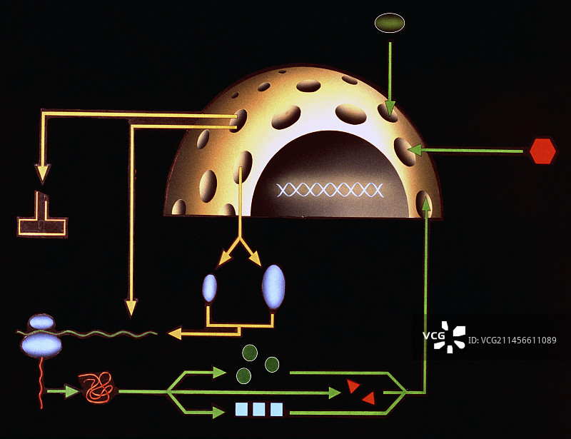 细胞核质运输示意图图片素材