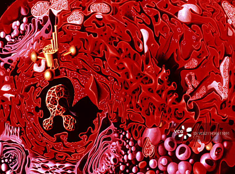 细胞内景插画图片素材