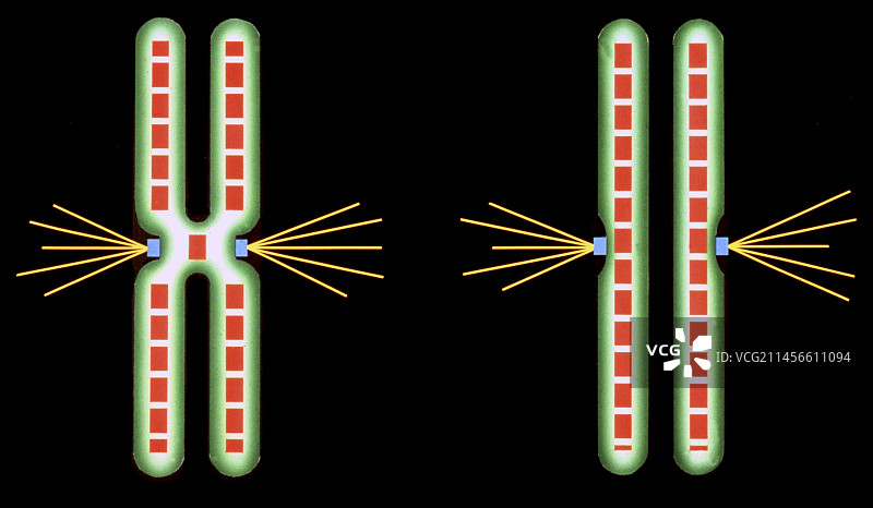 有丝分裂期间的染色体，图示图片素材