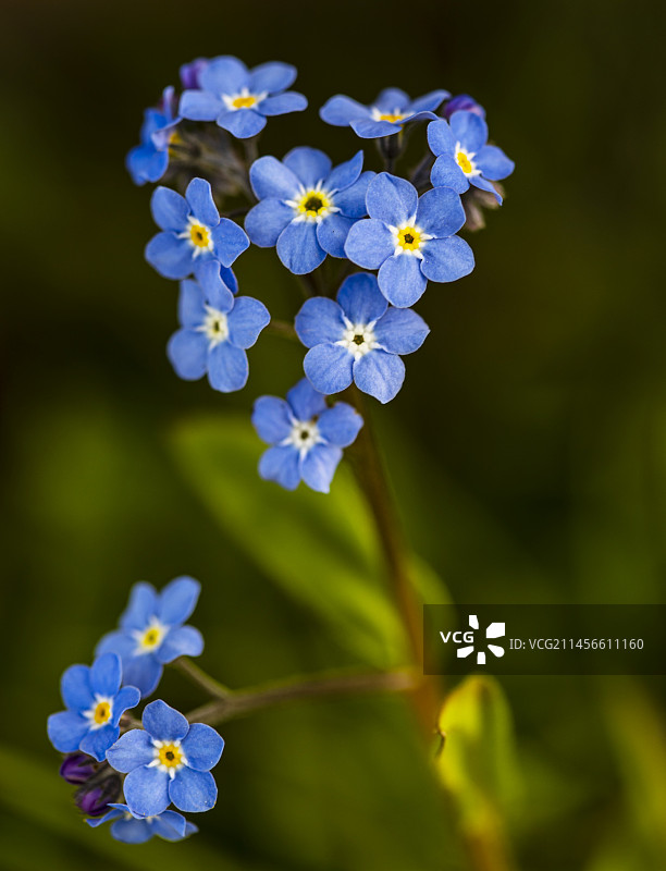 林勿忘草图片素材