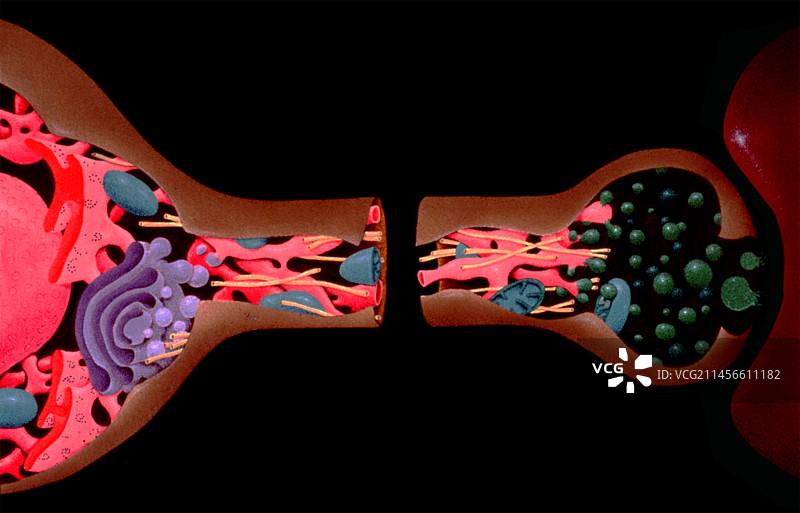 神经细胞轴突解剖结构图图片素材