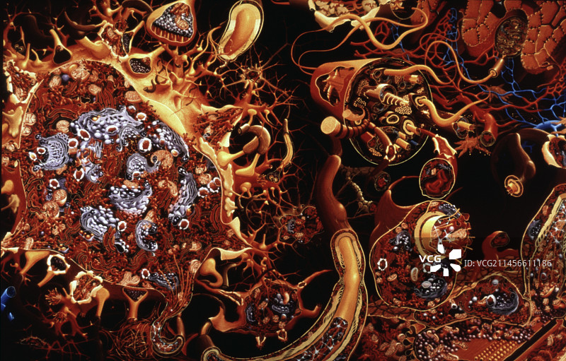 反射弧插图图片素材