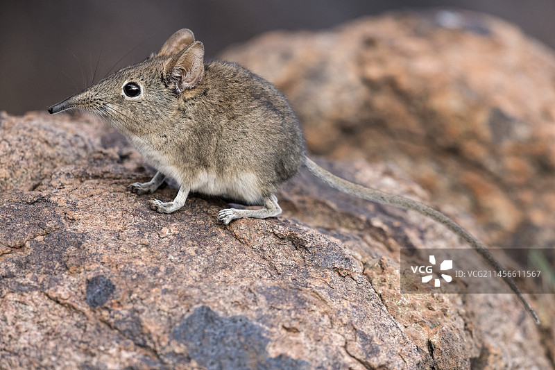 觅食的东部岩豚鼩图片素材