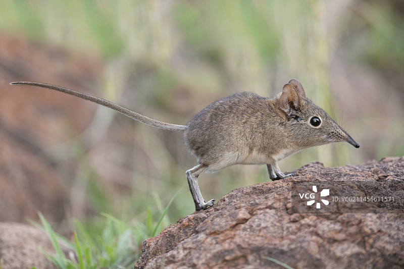 觅食的东部岩豚鼩图片素材